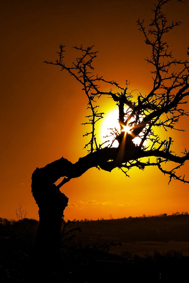 Силуэт дерева