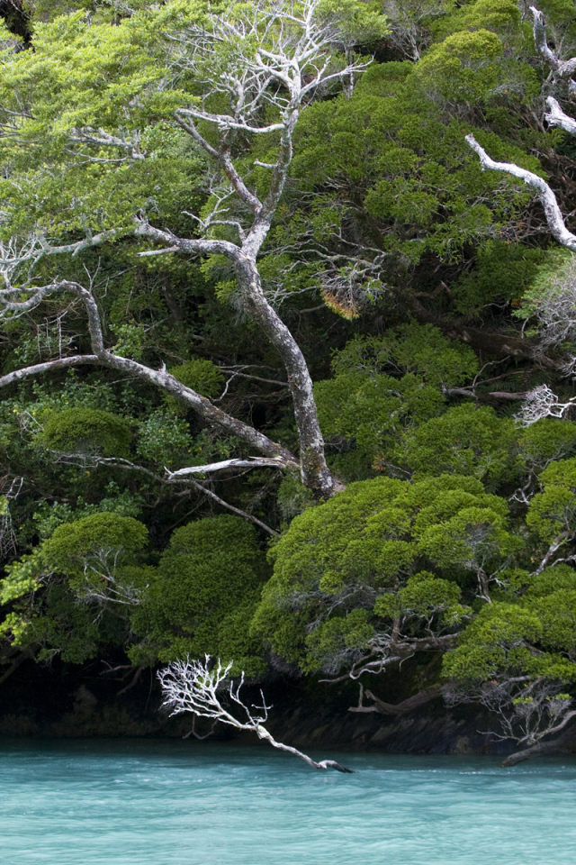 Деревья наклонились по ветру
