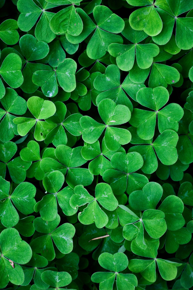 Заросли зеленого трилистника