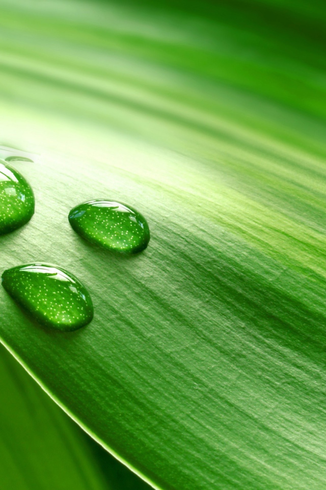 Три больших капли на зеленом листе