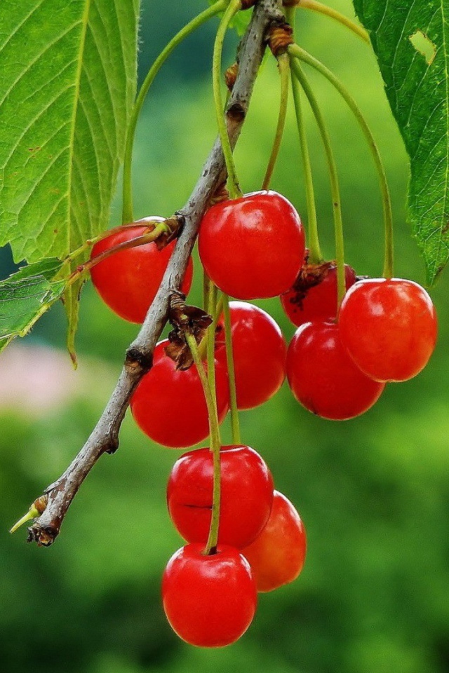 Гроздь полупрозрачных вишен