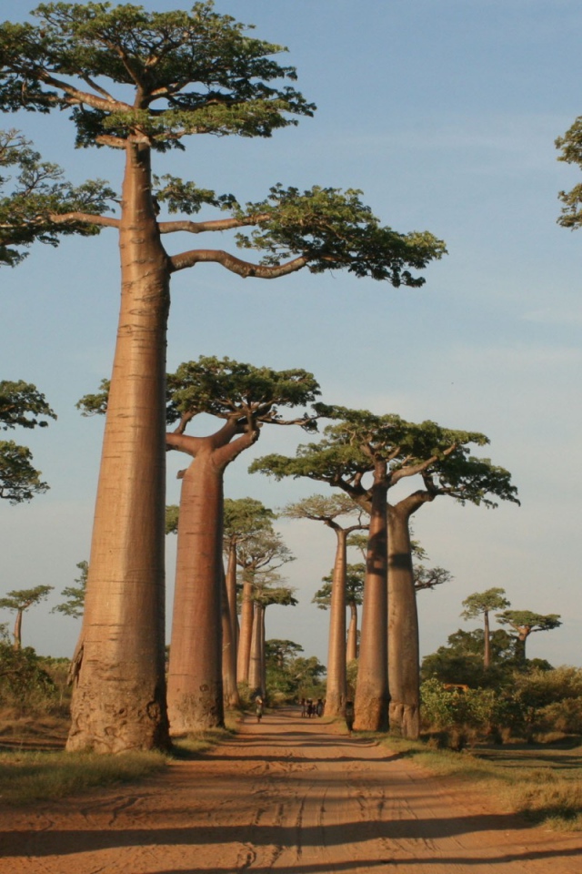 Деревья у дороги на Мадагаскаре