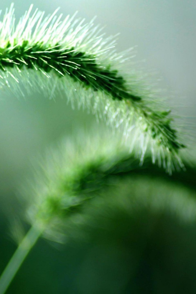 Два колоска дикого растения