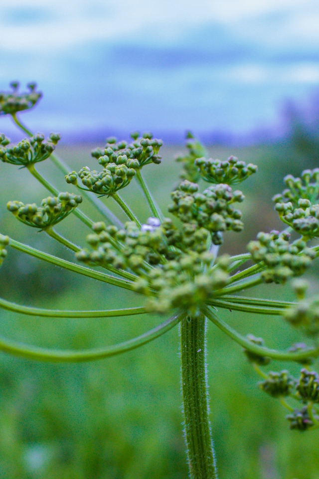 Зонтик зеленого сорняка