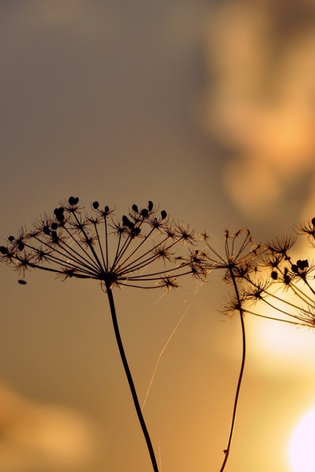 Зонтики с семенами растений