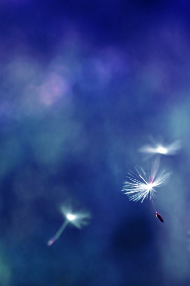 Зонтики с семенами разносятся ветром