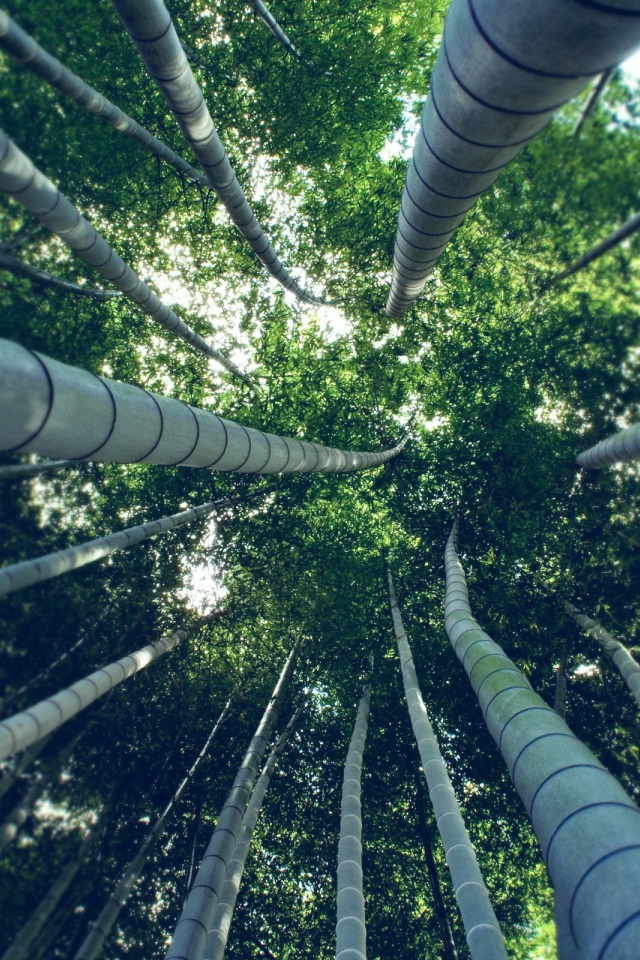 Под ветвями бамбука