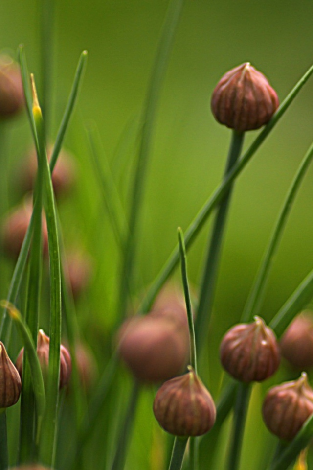 Нераскрывшиеся бутоны полевых цветов