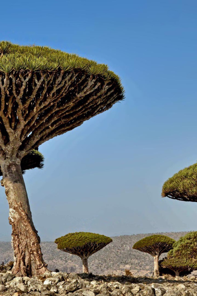 Необычные деревья в Африке