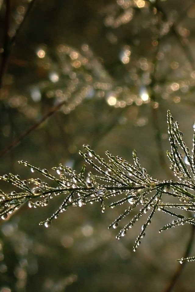 Капельки воды на ветке дерева