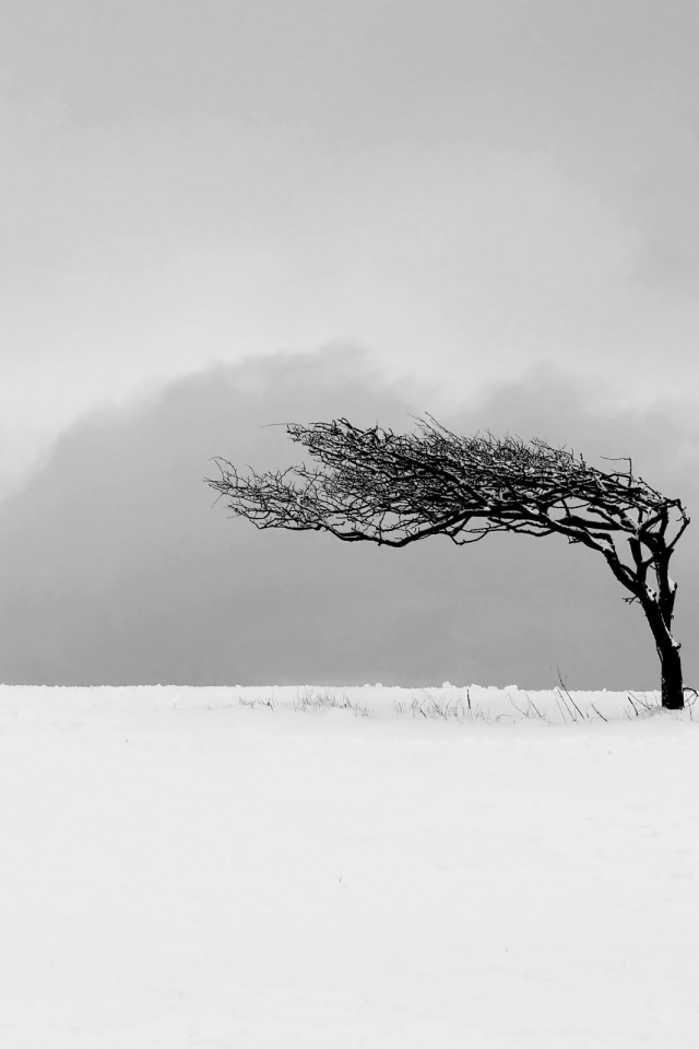 Ветер искривил дерево