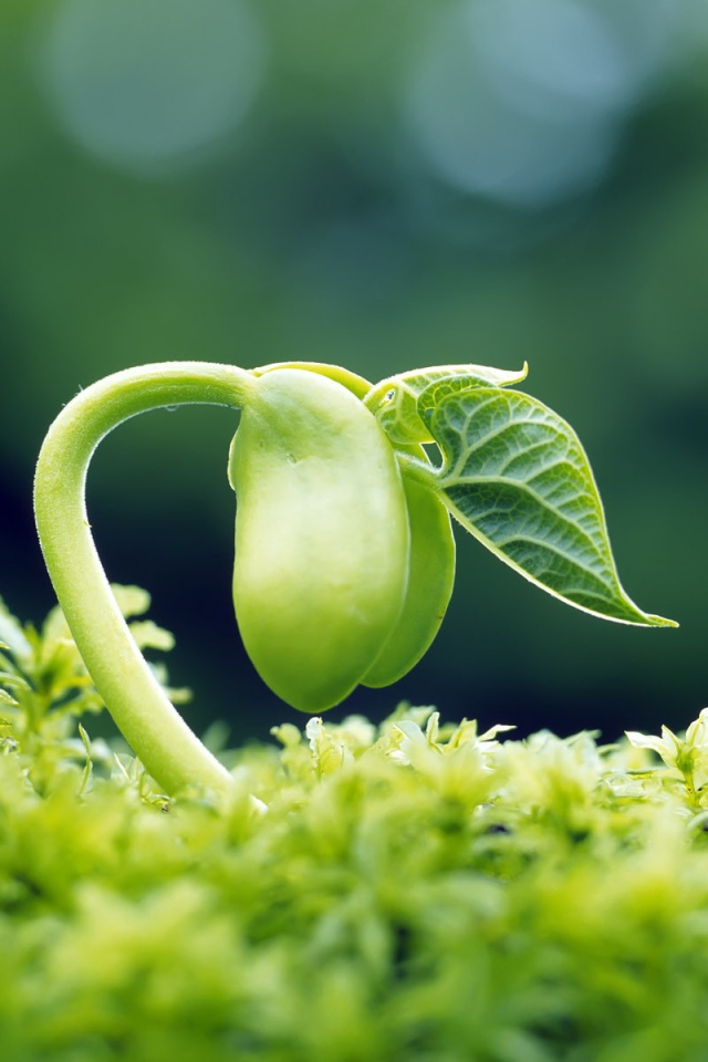 Молодой росток фасоли