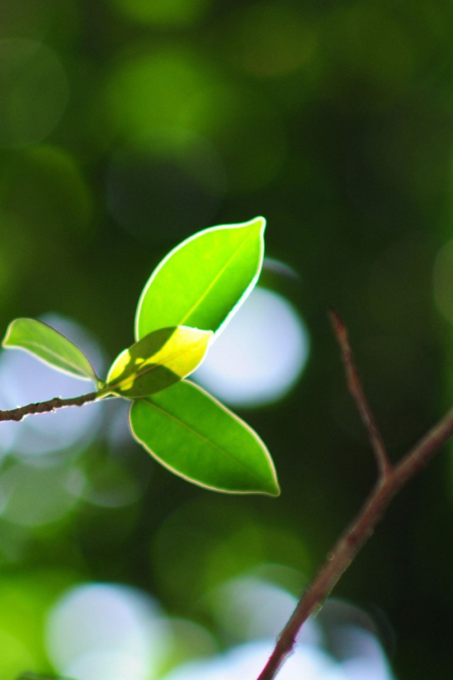 Молодая ветка на стволе дерева