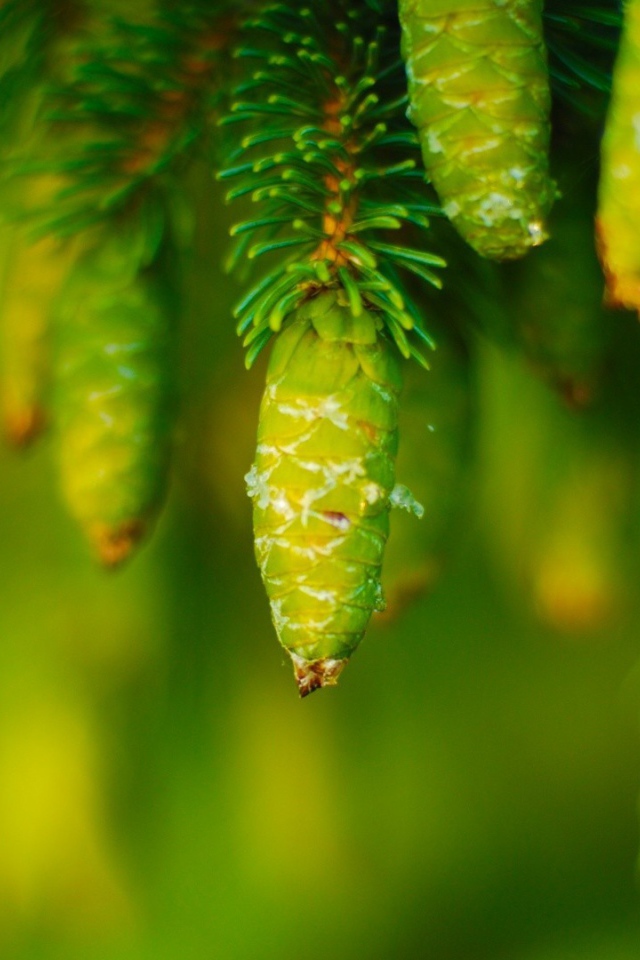 Молодые шишки на хвойном дереве