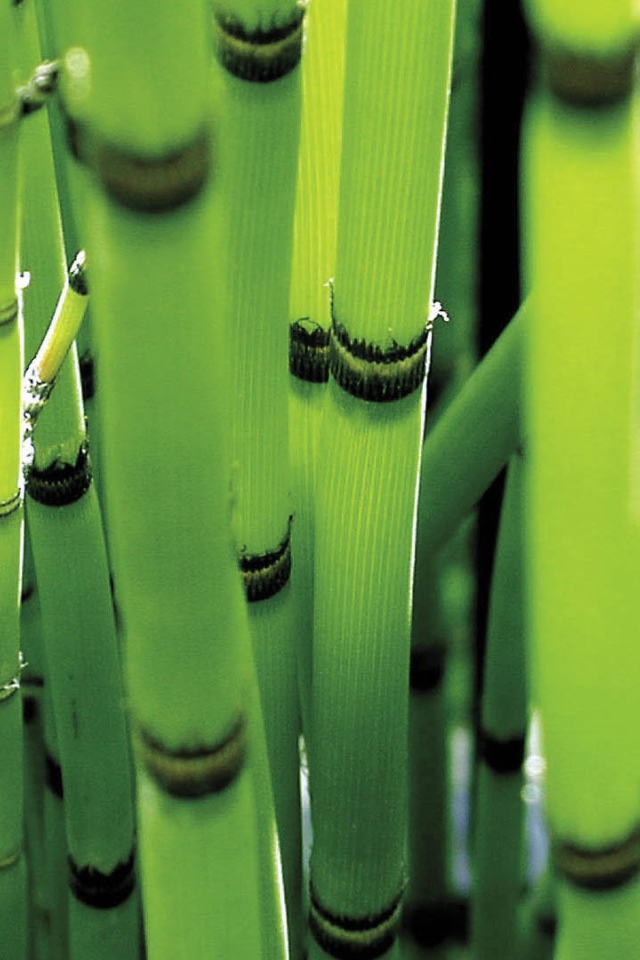 Молодые стебли зеленого бамбука