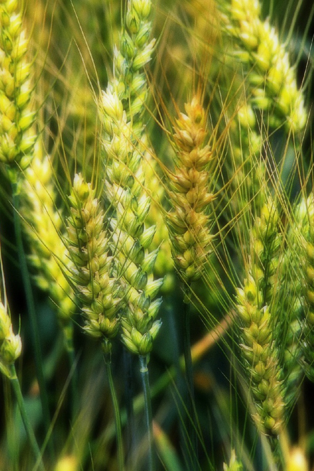 Молодые зеленые колоски пшеницы