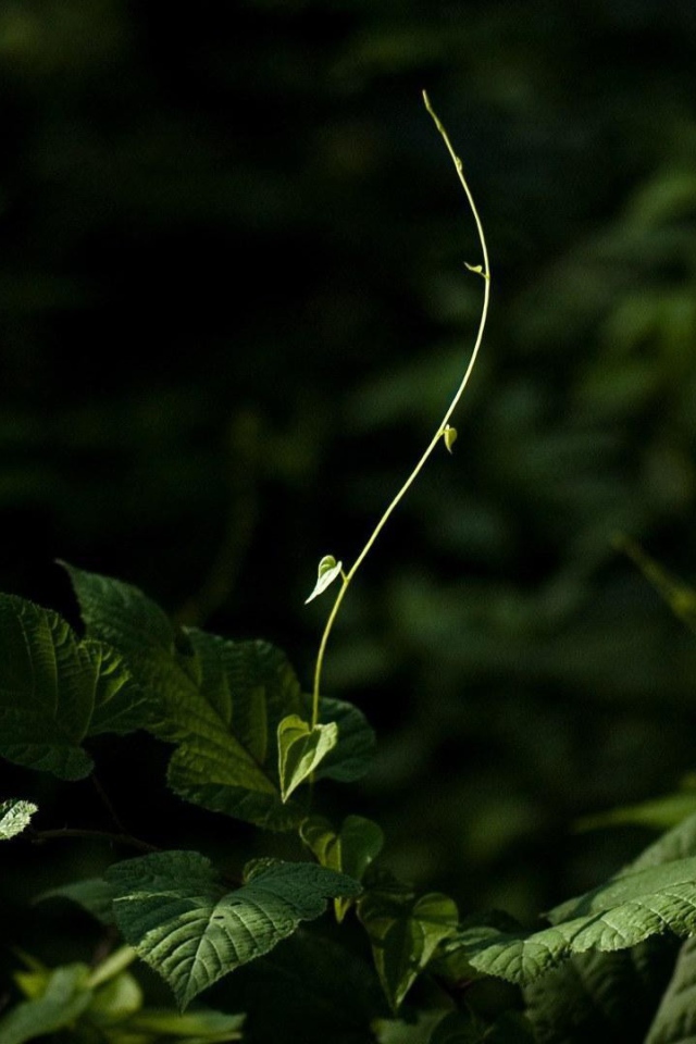 Молодой росток тянется к свету
