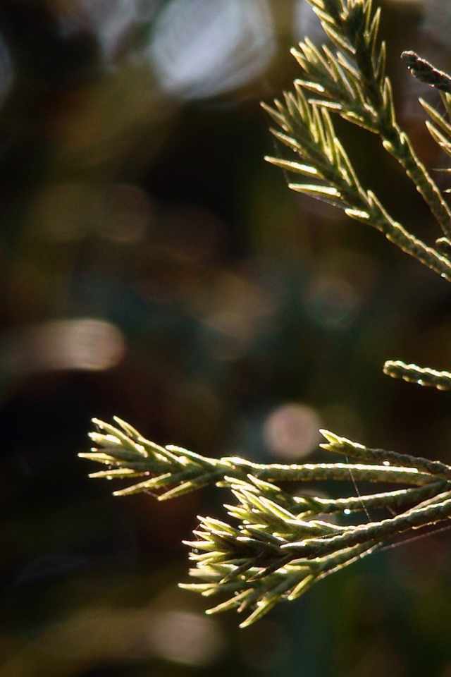 Молодые ростки в лучах яркого солнца