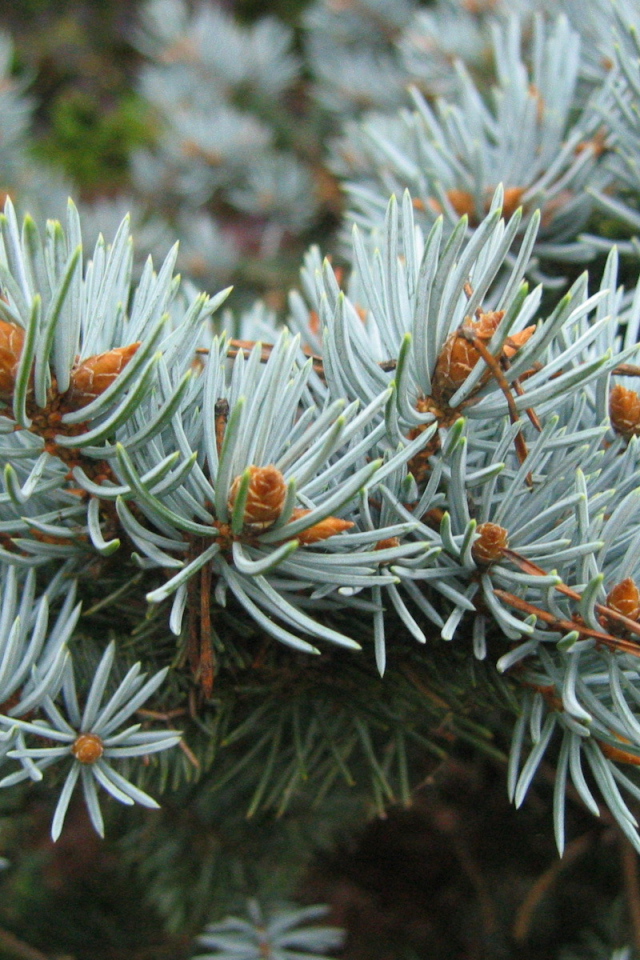 Ветки хвойного дерева