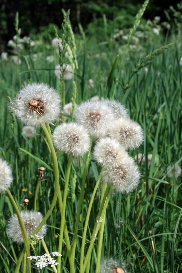	   Dandelions bloomed out