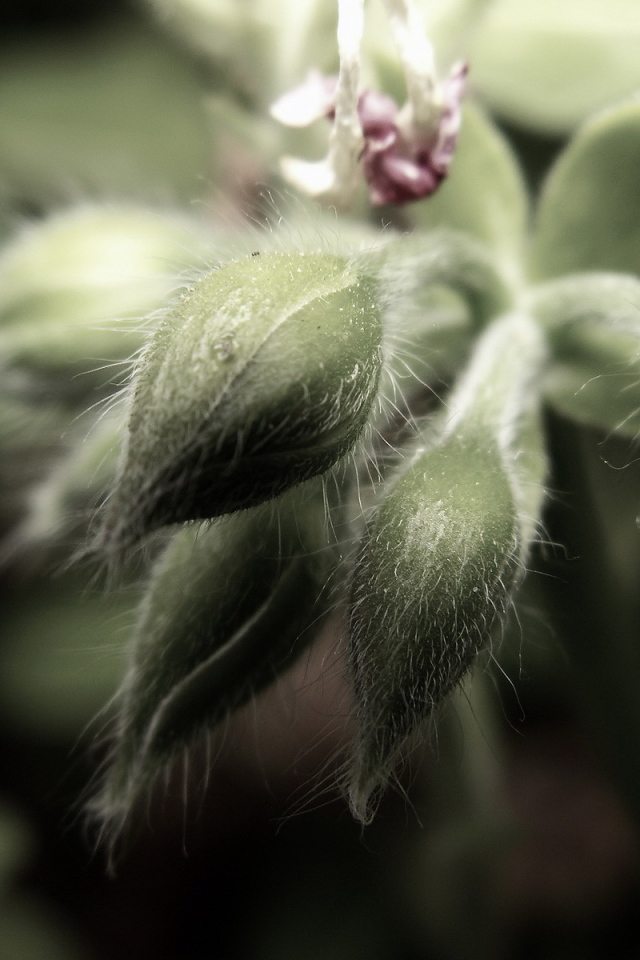 Пушистые бутоны цветков