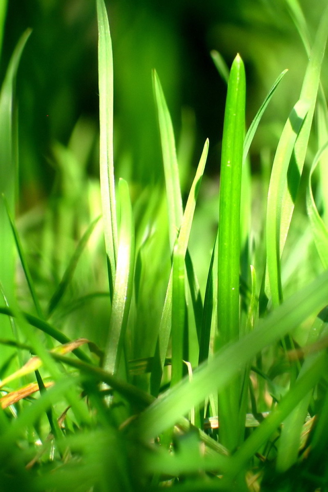 Зеленая трава в лучах солнца