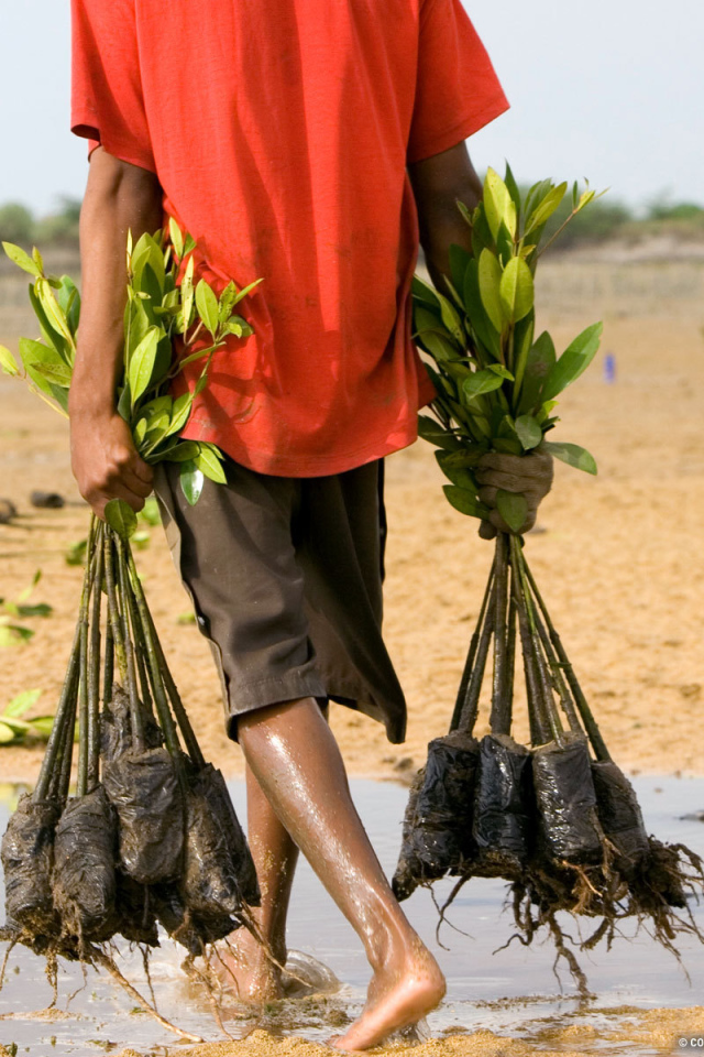 Человек несет саженцы