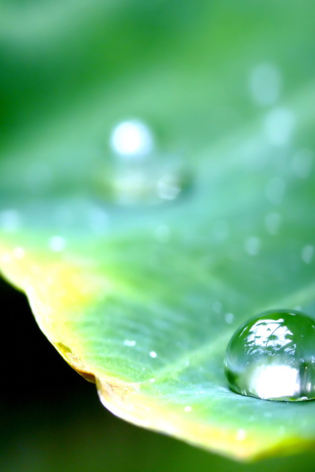 Круглая капля на листе