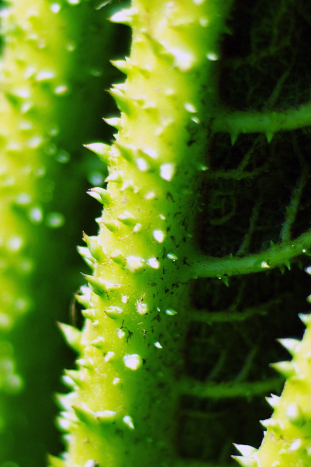 Стебли с колючками