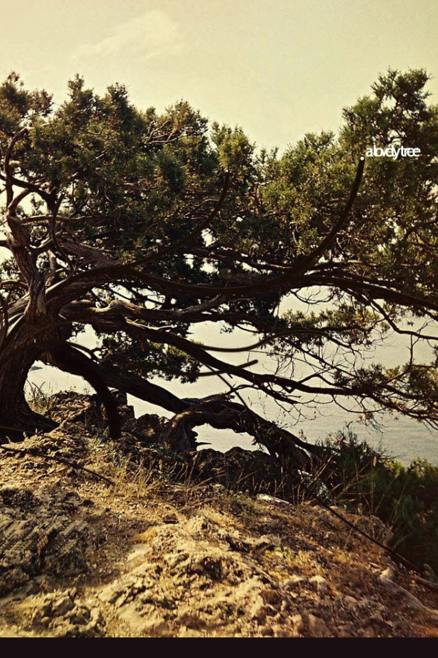 Дерево на вершине горы