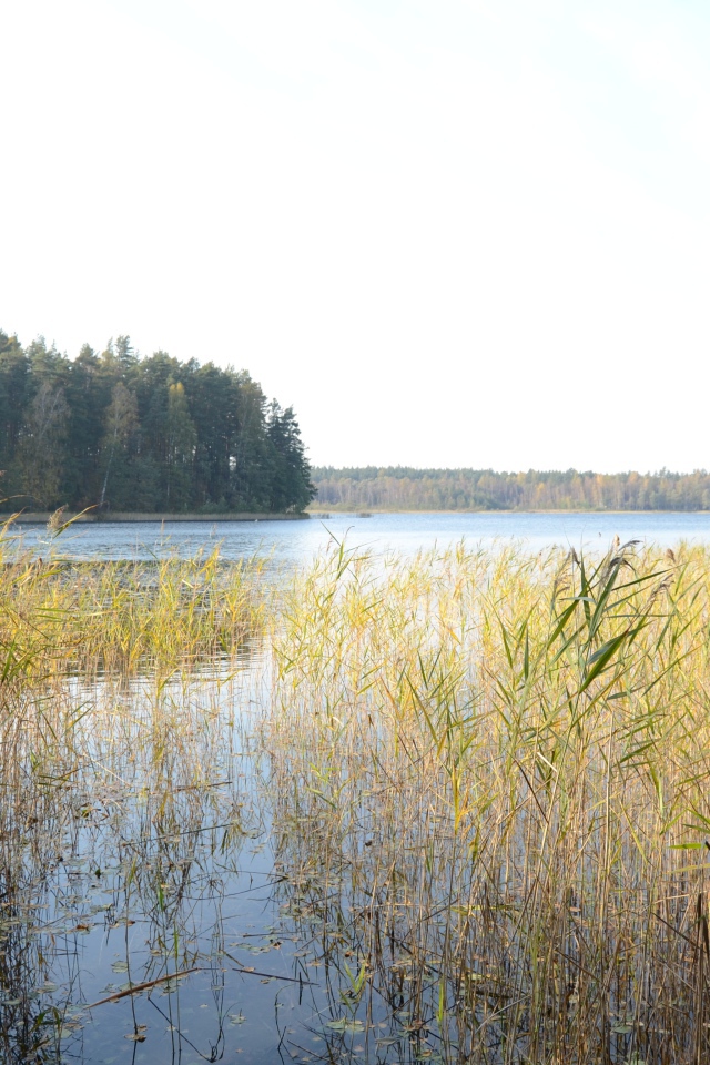 Поросшая болотистая местность