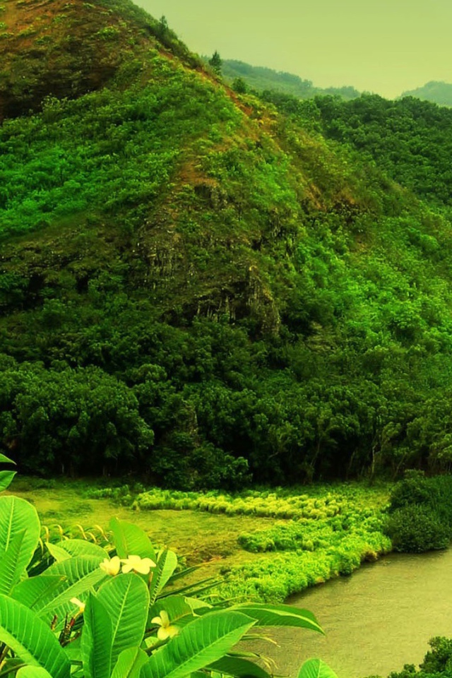 Мутная река в джунглях