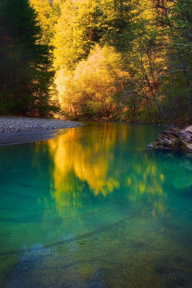 Галька на берегу спокойной мелкой реки в лесу