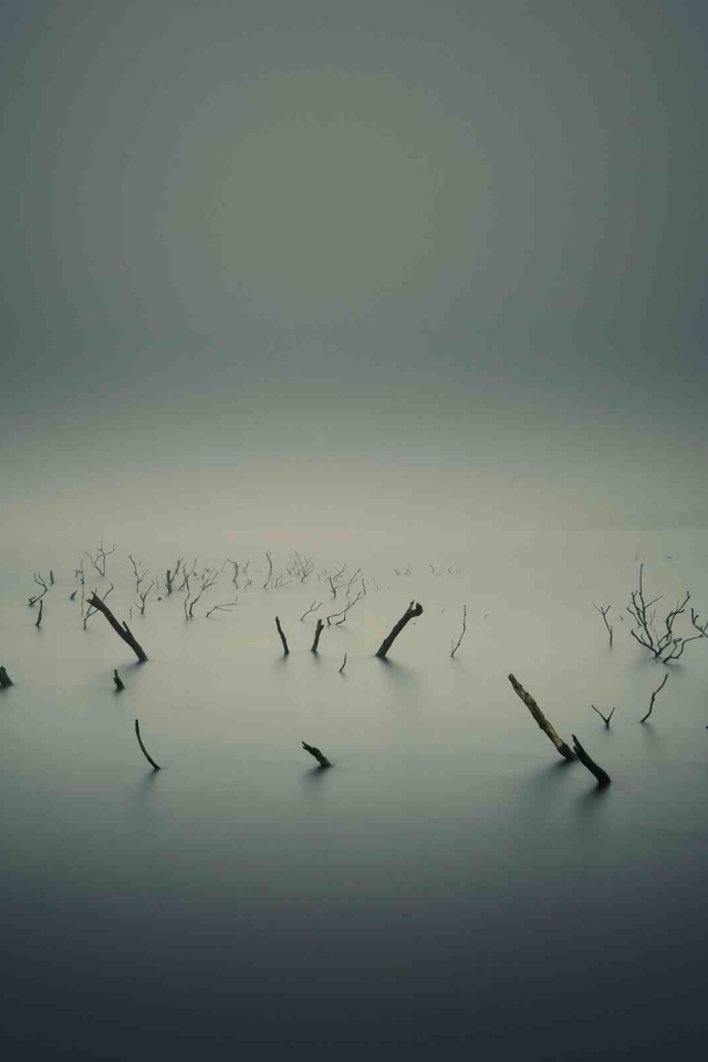 Остатки растений на болоте