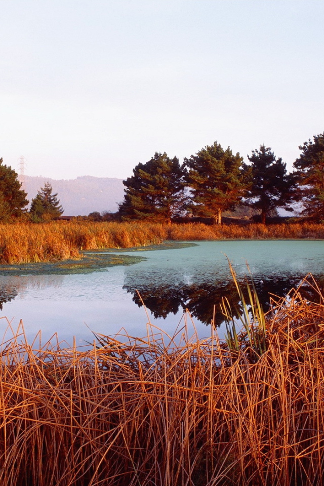 Красная трава на берегу озера