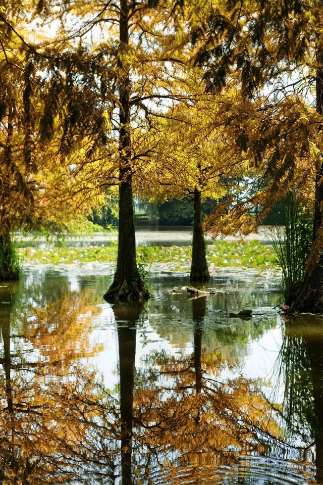 Разлившаяся река подтопила деревья