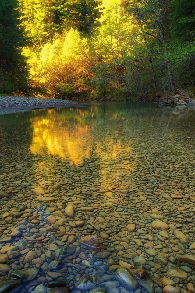 Мелкая прозрачная река в чаще леса