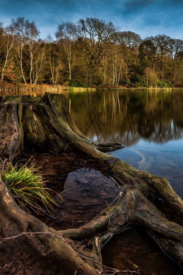 Пенек и корни дерева на краю озера