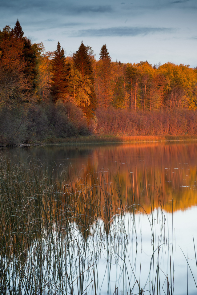 Солнечный свет на деревьях