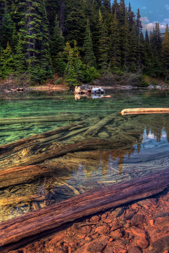 Стволы деревьев на дне прозрачной реки в горах