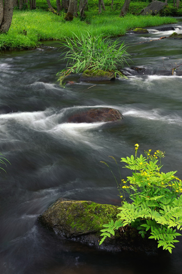 Растительность на берегу реки