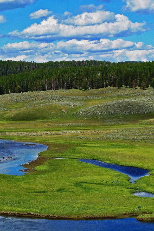 Заболоченный берег реки