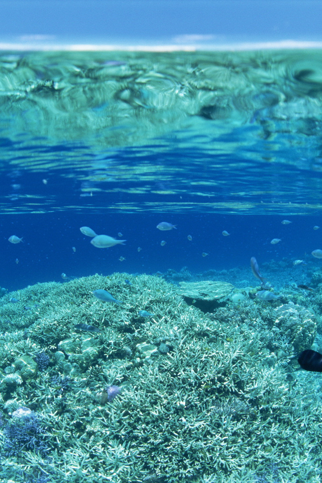 Прозрачная вода на коралловом рифе