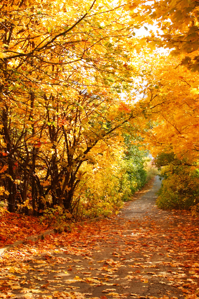 Дорога усыпанная желтыми листьями