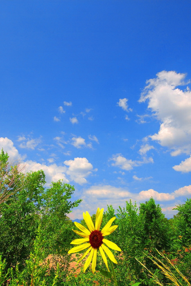 Summer landscape with yellow flower