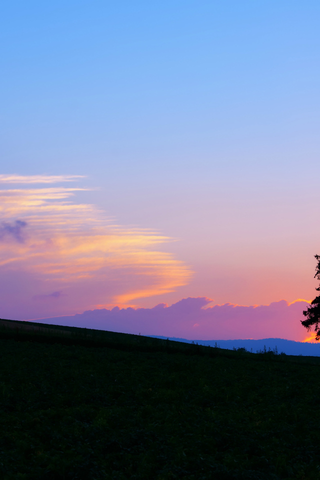 Одинокая ель на закате