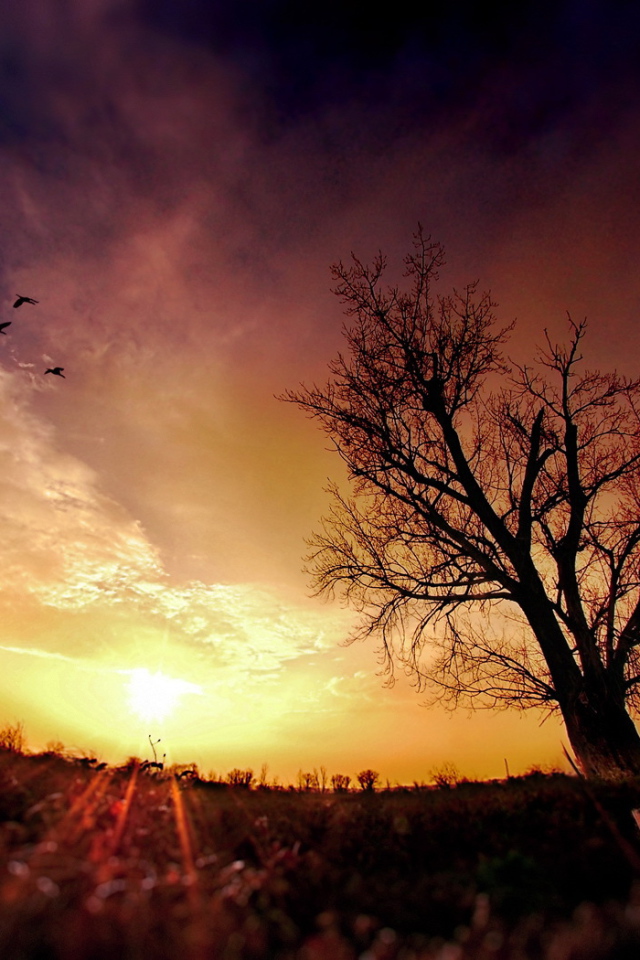 Птицы в облаках на закате