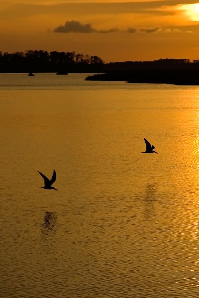 Птицы на озере во время заката