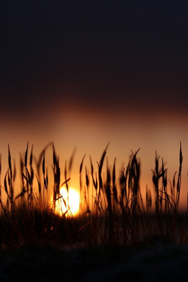 Сухие стебли травы на фоне закатного солнца