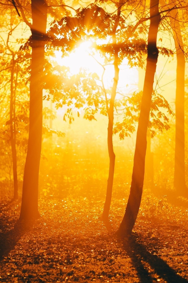 Огненный закат в осеннем лесу